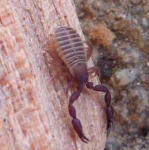 Pseudoscorpiones sp. (order) at Charleys Forest, NSW - 14 Jun 2014