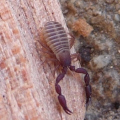 Pseudoscorpiones sp. (order) (False Scorpion, Pseudoscorpion) at Charleys Forest, NSW - 14 Jun 2014 by arjay