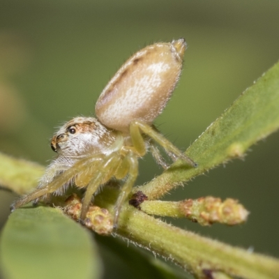 Opisthoncus abnormis (Long-legged Jumper) at Fraser, ACT - 14 Feb 2023 by AlisonMilton