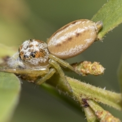 Opisthoncus abnormis at Fraser, ACT - 14 Feb 2023 11:17 AM