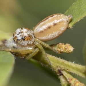 Opisthoncus abnormis at Fraser, ACT - 14 Feb 2023