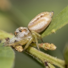 Opisthoncus abnormis at Fraser, ACT - 14 Feb 2023 11:17 AM