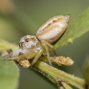 Opisthoncus abnormis at Fraser, ACT - 14 Feb 2023