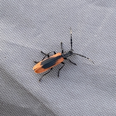 Pseudolycus sp. (genus) (Lycid-mimic oedemerid beetle) at Kosciuszko National Park - 25 Jan 2023 by Ned_Johnston