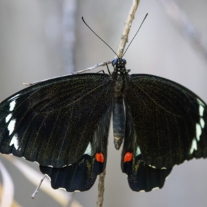 Papilio aegeus at Palmerston, ACT - 19 Feb 2023