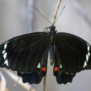 Papilio aegeus at Palmerston, ACT - 19 Feb 2023 10:47 AM