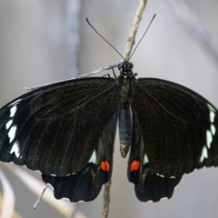 Papilio aegeus (Orchard Swallowtail, Large Citrus Butterfly) at Palmerston, ACT - 18 Feb 2023 by pjpiper