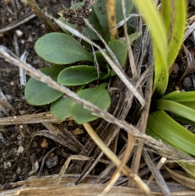 Erophila verna (Whitlow Grass) at Broken Dam, NSW - 26 Jan 2023 by NedJohnston