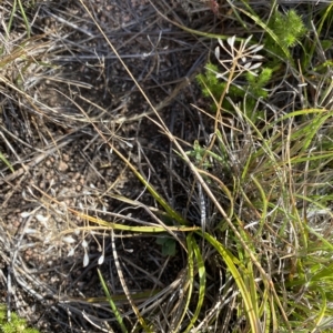 Erophila verna at Broken Dam, NSW - 26 Jan 2023