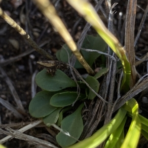 Erophila verna at Broken Dam, NSW - 26 Jan 2023