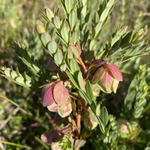 Pimelea bracteata at Broken Dam, NSW - 26 Jan 2023