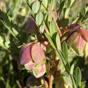 Pimelea bracteata at Broken Dam, NSW - 26 Jan 2023