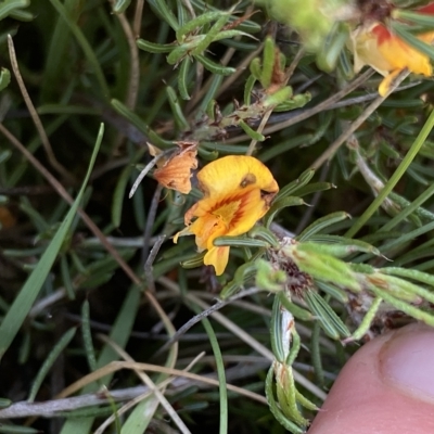 Pultenaea fasciculata (Bundled Bush-pea) at Broken Dam, NSW - 26 Jan 2023 by NedJohnston