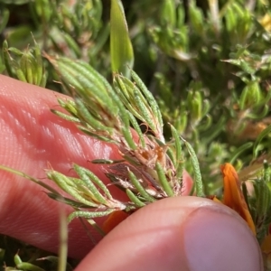 Pultenaea fasciculata at Broken Dam, NSW - 26 Jan 2023