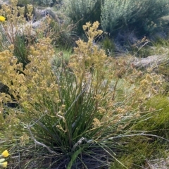 Aciphylla simplicifolia (Mountain Aciphyll) at Broken Dam, NSW - 26 Jan 2023 by NedJohnston