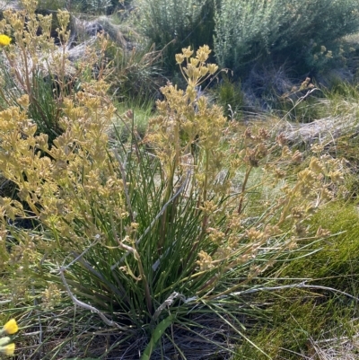 Aciphylla simplicifolia (Mountain Aciphyll) at Broken Dam, NSW - 26 Jan 2023 by NedJohnston