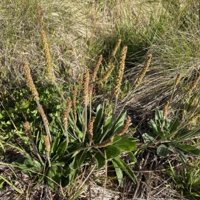 Plantago antarctica (Mountain Plantain) at Broken Dam, NSW - 26 Jan 2023 by NedJohnston