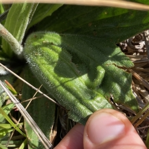 Plantago antarctica at Broken Dam, NSW - 26 Jan 2023 09:30 AM