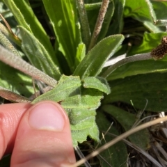 Plantago antarctica at Broken Dam, NSW - 26 Jan 2023 09:30 AM