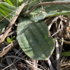 Plantago antarctica at Broken Dam, NSW - 26 Jan 2023