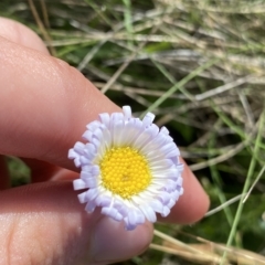 Brachyscome decipiens (Field Daisy) at Kosciuszko National Park - 25 Jan 2023 by Ned_Johnston