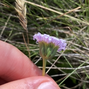 Brachyscome decipiens at Broken Dam, NSW - 26 Jan 2023