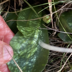 Brachyscome decipiens at Broken Dam, NSW - 26 Jan 2023