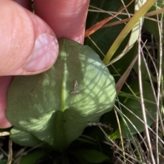 Brachyscome decipiens at Broken Dam, NSW - 26 Jan 2023