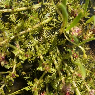 Myriophyllum alpinum (Alpine Water-milfoil) at Broken Dam, NSW - 26 Jan 2023 by NedJohnston