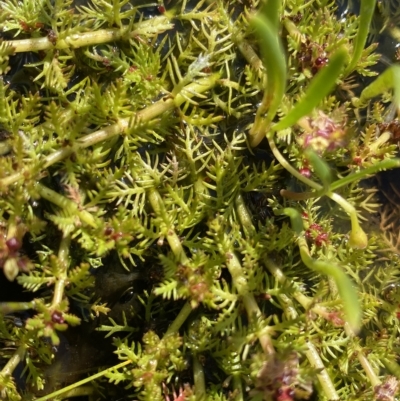 Myriophyllum alpinum (Alpine Water-milfoil) at Kosciuszko National Park - 25 Jan 2023 by Ned_Johnston