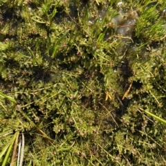 Myriophyllum alpinum at Broken Dam, NSW - 26 Jan 2023