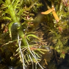 Myriophyllum alpinum at Broken Dam, NSW - 26 Jan 2023