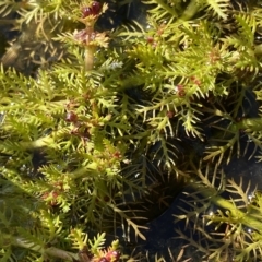 Myriophyllum alpinum at Broken Dam, NSW - 26 Jan 2023