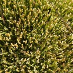 Scleranthus biflorus (Twin-flower Knawel) at Kosciuszko National Park - 25 Jan 2023 by Ned_Johnston