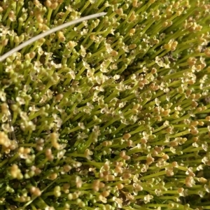 Scleranthus biflorus at Gooandra, NSW - 26 Jan 2023