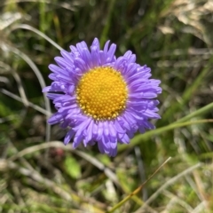 Brachyscome scapigera (Tufted Daisy) at Kosciuszko National Park - 25 Jan 2023 by Ned_Johnston