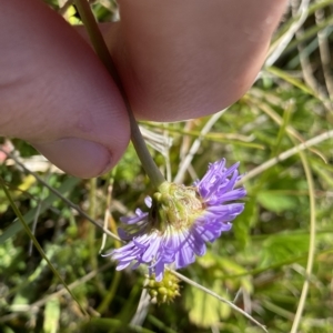 Brachyscome scapigera at Gooandra, NSW - 26 Jan 2023