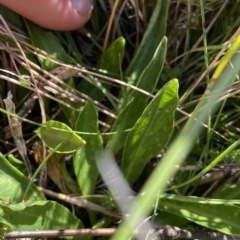 Brachyscome scapigera at Gooandra, NSW - 26 Jan 2023