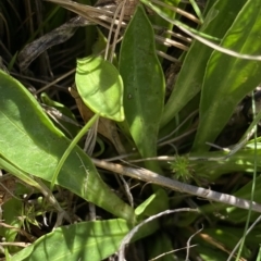 Brachyscome scapigera at Gooandra, NSW - 26 Jan 2023 10:19 AM