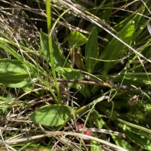 Brachyscome scapigera at Gooandra, NSW - 26 Jan 2023