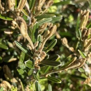 Hovea montana at Gooandra, NSW - 26 Jan 2023