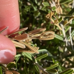 Hovea montana at Gooandra, NSW - 26 Jan 2023