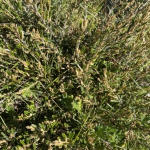 Hovea montana at Gooandra, NSW - 26 Jan 2023