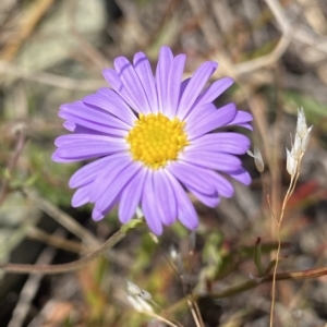 Brachyscome rigidula at Gooandra, NSW - 26 Jan 2023