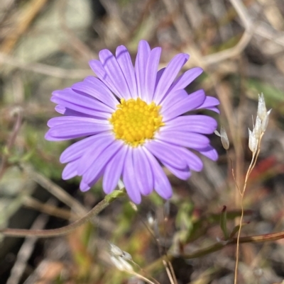 Brachyscome rigidula (Hairy Cut-leaf Daisy) at Kosciuszko National Park - 25 Jan 2023 by Ned_Johnston