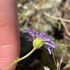 Brachyscome rigidula at Gooandra, NSW - 26 Jan 2023