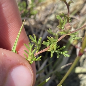 Brachyscome rigidula at Gooandra, NSW - 26 Jan 2023