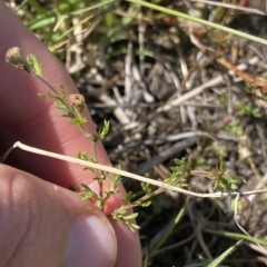 Brachyscome rigidula at Gooandra, NSW - 26 Jan 2023