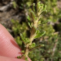 Asterolasia trymalioides (Alpine Star Bush) at Gooandra, NSW - 26 Jan 2023 by NedJohnston