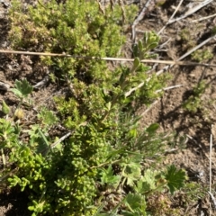 Asterolasia trymalioides at Gooandra, NSW - 26 Jan 2023